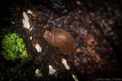 Austrochloritis stanisici