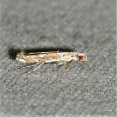 Acrocercops albinatella