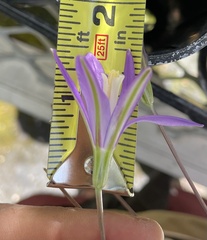 Brodiaea leptandra