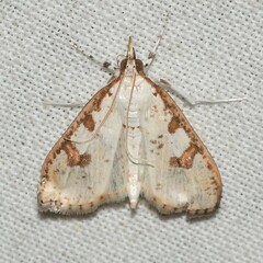 Palpita illibalis