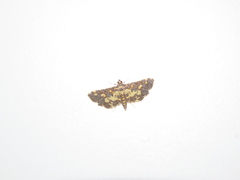 Eurrhyparodes bracteolalis