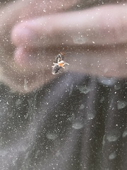 Disonycha xanthomelas