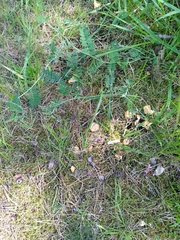 Cantharellus pallens