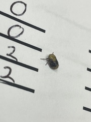 Clastoptera achatina