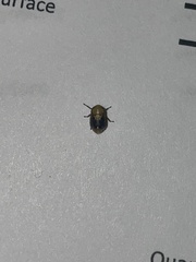 Clastoptera achatina