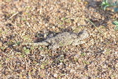 Phrynocephalus helioscopus