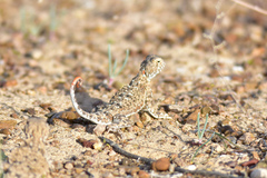 Phrynocephalus helioscopus