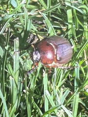 Phyllophaga crassissima