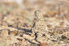 Phrynocephalus helioscopus