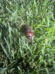 Phyllophaga crassissima