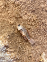 Cyprinodon tularosa