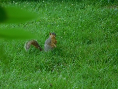 Sciurus niger