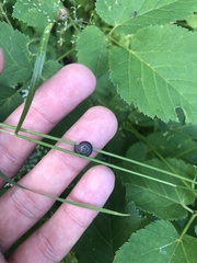 Trochulus striolatus