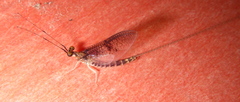 Ephemera varia