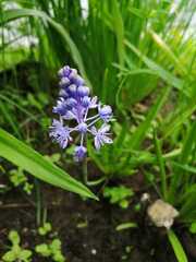 Scilla litardierei