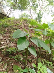 Goeppertia macrosepala