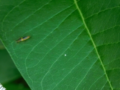 Trypherus frisoni