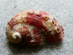 Haliotis tuberculata