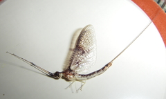 Ephemera varia