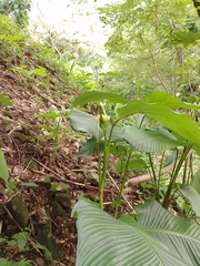 Goeppertia macrosepala