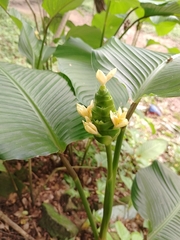Goeppertia macrosepala