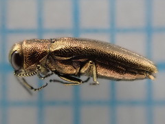 Agrilus hyperici