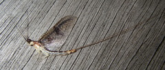 Ephemera varia