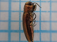 Agrilus hyperici