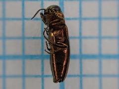 Agrilus hyperici