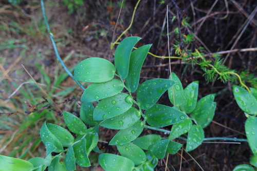 Image of Asparagus ovatus by (c) Diana Studer, some rights reserved (CC BY)