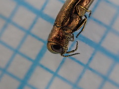 Agrilus hyperici