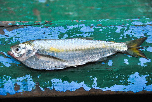 Elongate hatchetfish (Triportheus elongatus) — Triportheidae
