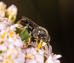 Hylaeus hyalinatus
