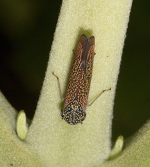 Macugonalia cavifrons