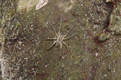 Pardosa sumatrana