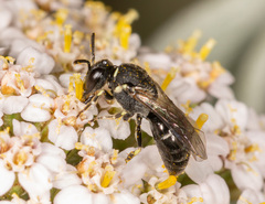 Hylaeus hyalinatus