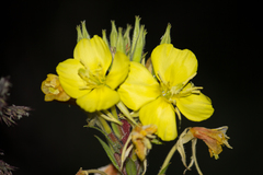 Oenothera rubricaulis