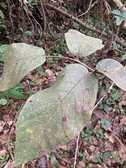 Cordia sulcata