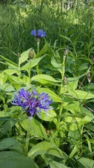 Centaurea montana