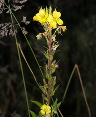 Oenothera rubricaulis