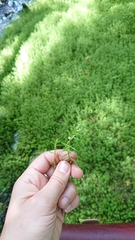Crassula helmsii