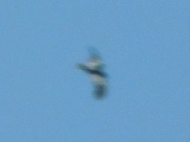 Aves
