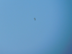 Aves