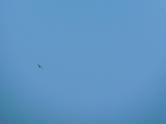 Aves
