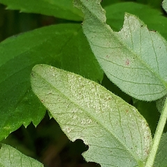 Peronospora sepium
