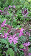 Silene dioica
