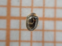 Clitostethus arcuatus