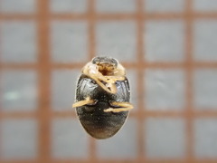 Clitostethus arcuatus