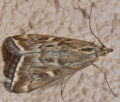Loxostege munroealis