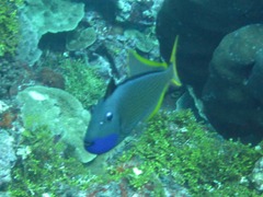 Xanthichthys auromarginatus